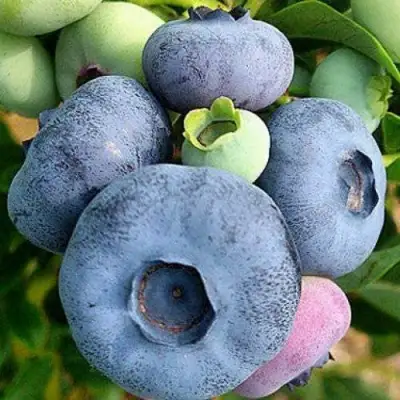 Голубика ПАТРИОТ в Орше