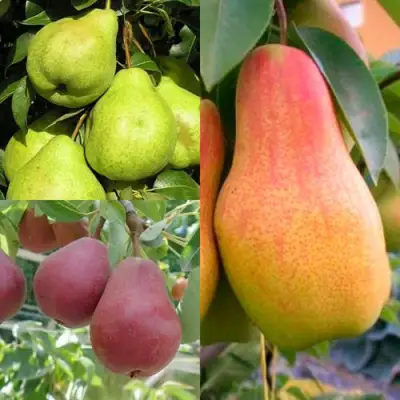 Комплект ГРУШЕВОЕ АССОРТИ в Орше