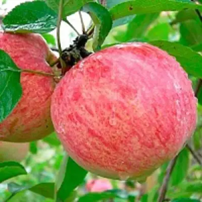 Яблоня КОРИЧНОЕ ПОЛОСАТОЕ в Орше