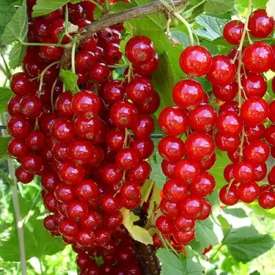 Смородина красная ЙОНКЕР ВАН ТЕТЦ в Орше