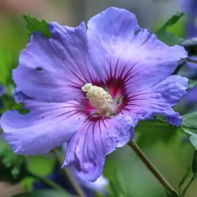 Гибискус МАРИНА сирийский в Орше