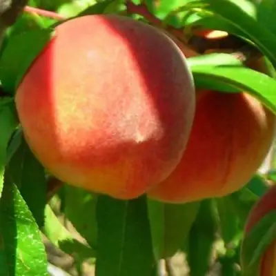 Персик РЕД ХЕВЕН в Орше