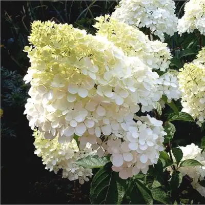 Гортензия ДИАМАНТИНО метельчатая в Орше