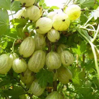 Крыжовник ИНВИКТА в Орше