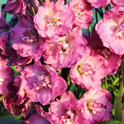 Дельфиниум ДЕЛЬФИС ПИНК ПАУЭ высокий в Орше