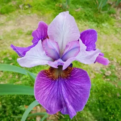 Ирис ЛАЙТ ОВ ХАРТ сибирский в Орше