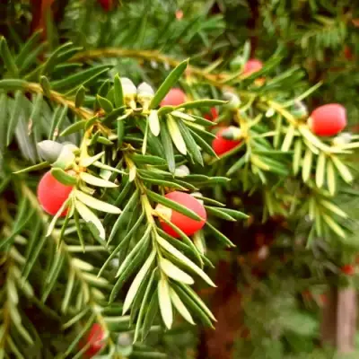 Тис ДАВИД ягодный в Орше