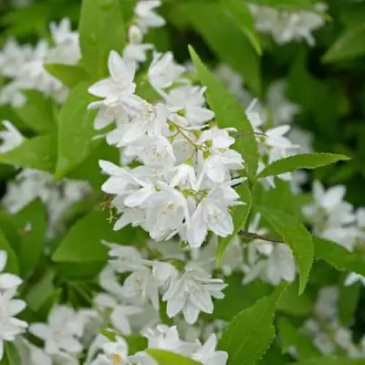 Дейция шершавая в Орше