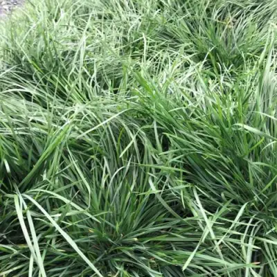 Щучка ГОЛДТАУ дернистая в Орше