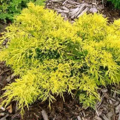 Можжевельник КИНГ ОФ СПРИНГ средний в Орше