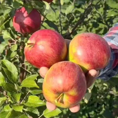 Яблоня ПОСПЕХ в Орше