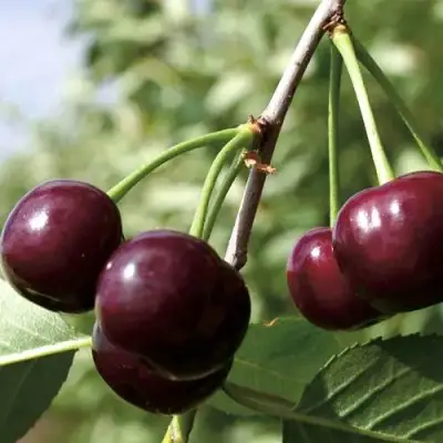 Дюк КСЕНИЯ (ЧЕРЕВИШНЯ) в Орше