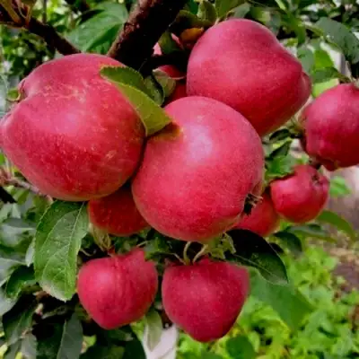 Яблоня РОЖДЕСТВЕНСКОЕ в Орше