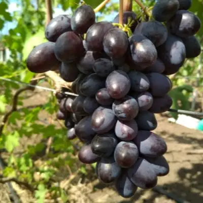виноград Вернисаж
