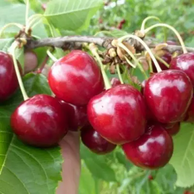 Вишня КОЛОННОВИДНАЯ  в Орше