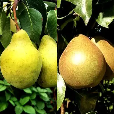 Комплект ДУЭТ в Орше