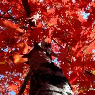 Дуб красный в Орше