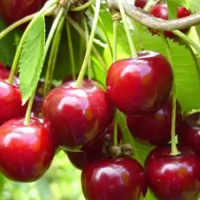 Вишня ХАРИТОНОВСКАЯ в Орше