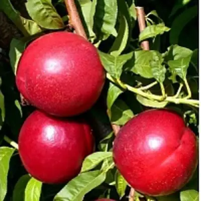 Нектарин ХАРКО в Орше