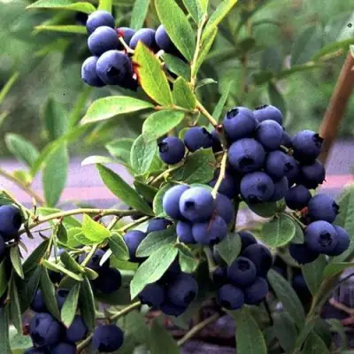 Голубика ДЖЕРСИ в Орше