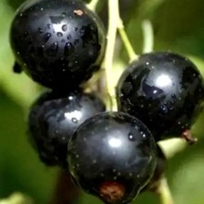 Смородина чёрная ВИНОГРАДНАЯ в Орше