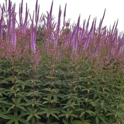 Вероникаструм ФАСЦИНЕЙШН в Орше