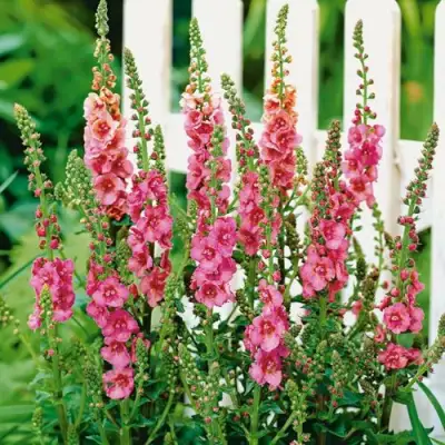 Коровяк ПИНК ДОМИНО гибридный (вербаскум) в Орше