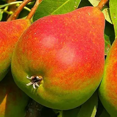 Груша ГЕРА в Орше