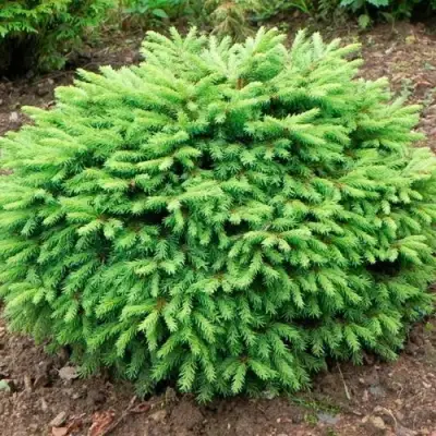 Ель НИДИФОРМИС обыкновенная в Орше