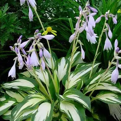 Хоста КРИСМАС КЭНДИ гибридная в Орше