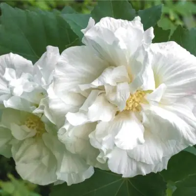 Гибискус АДМИРАЛ ДЕВЕЙ сирийский в Орше