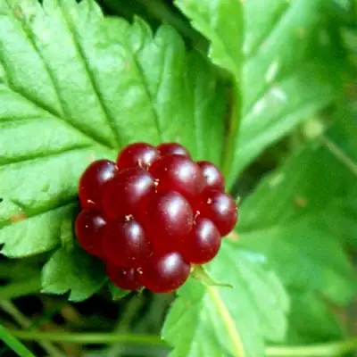 Княженика ЭЛПЕ в Орше