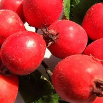 Боярышник КРУПНОПЛОДНЫЙ в Орше