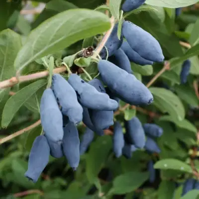 саженцы жимолости томи