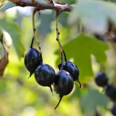 Смородина золотистая ДУСТЛИК в Орше