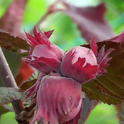 Фундук КАРДИНАЛ в Орше