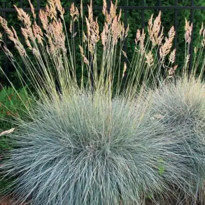 Овсянница ЭЛАЙДЖА БЛЮ в Орше