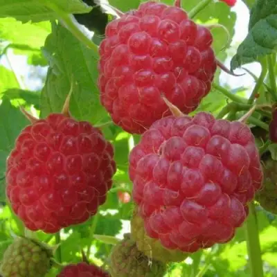 Малина НОВОСТЬ КУЗЬМИНА в Орше