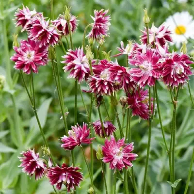 Аквилегия БАРЛОУ НОРА гибрид МакКаны в Орше