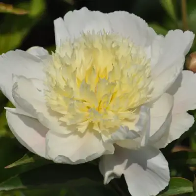 Пион ЗОЛОТАЯ ШПИЛЬКА травянистый в Орше