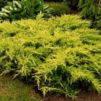 Можжевельник МОРДИГАН ГОЛД средний в Орше