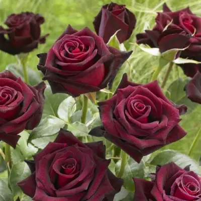 Роза БЛЭК БАККАРА чайно-гибридная в Орше