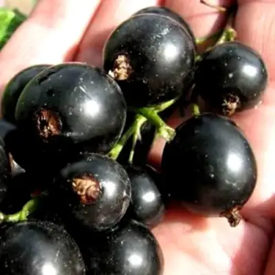 Смородина чёрная ЧЕРЕШНЁВАЯ в Орше