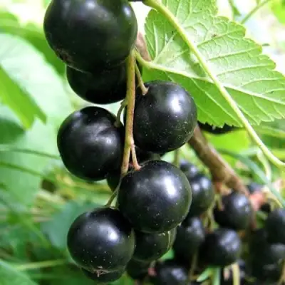 Смородина черная ЧЕРНООКАЯ в Орше