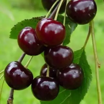 Вишня ЛАСУХА в Орше