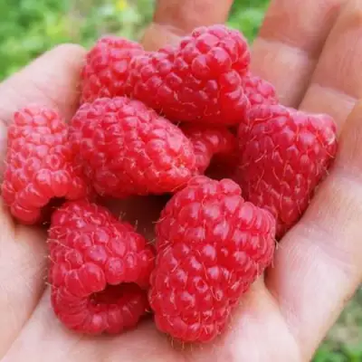 Малина ТУЛАМИН в Орше