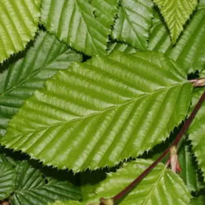 Граб японский в Орше