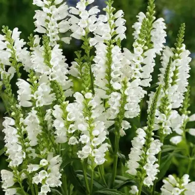 Физостегия АЛЬБА виргинская в Орше