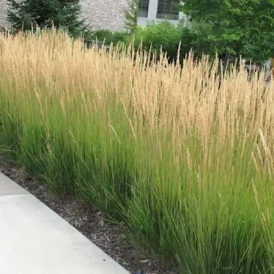 Вейник КАРЛ ФОРСТЕР остроцветковый в Орше