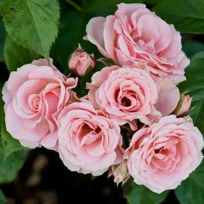 Роза КЛАССИК ЛИДИЯ спрей в Орше